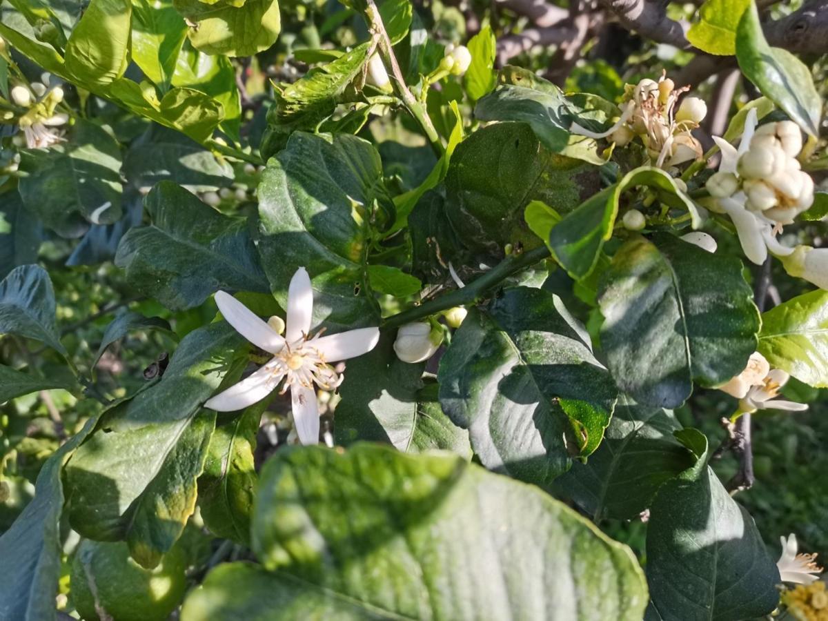 Profumo Di Zagara Acireale Βίλα Εξωτερικό φωτογραφία