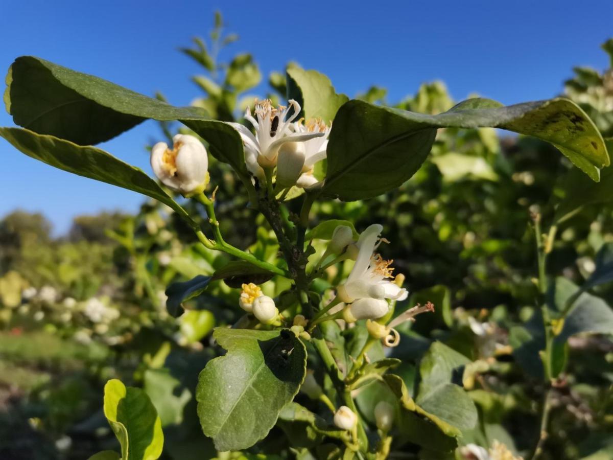 Profumo Di Zagara Acireale Βίλα Εξωτερικό φωτογραφία
