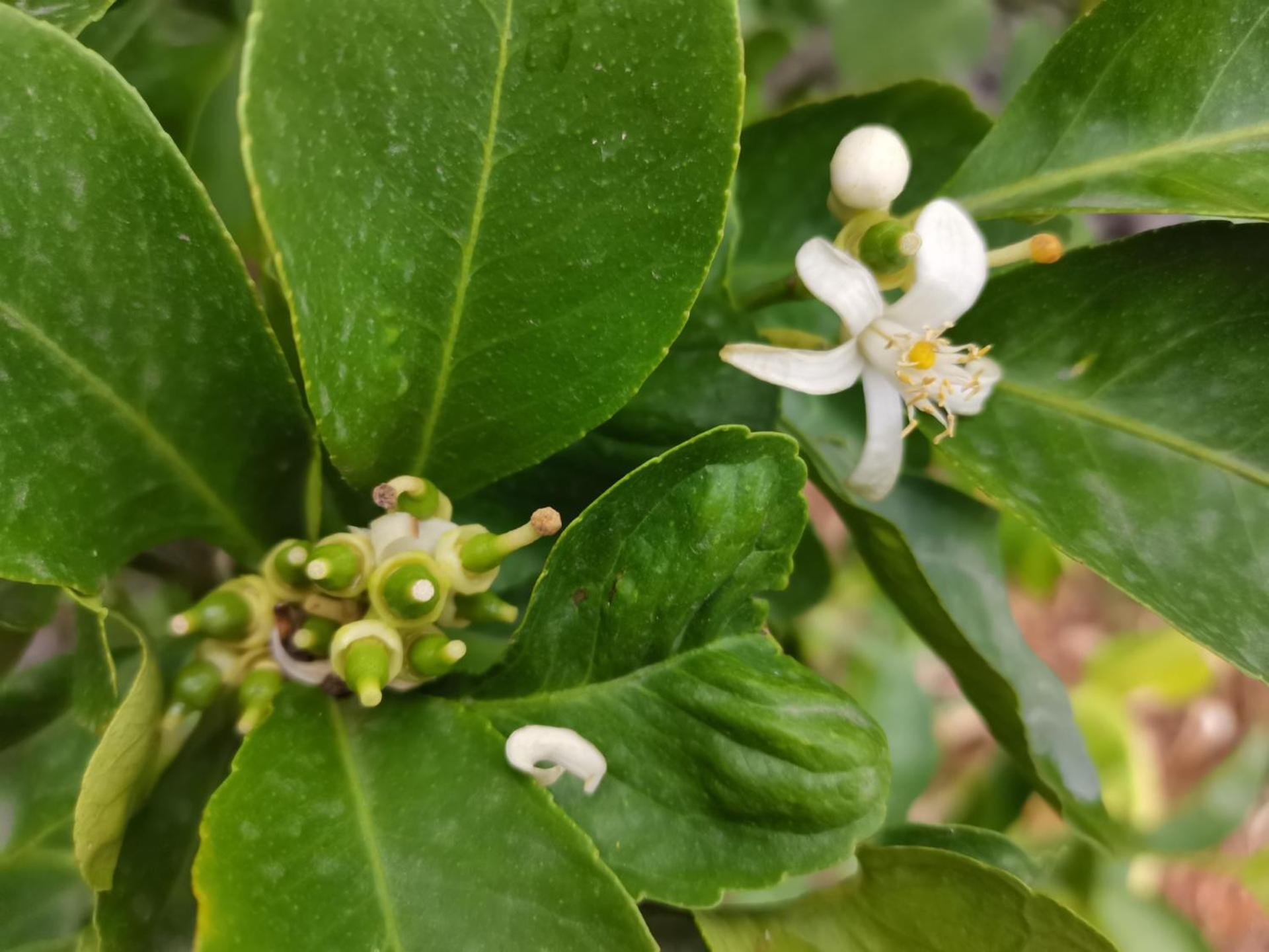 Profumo Di Zagara Acireale Βίλα Εξωτερικό φωτογραφία